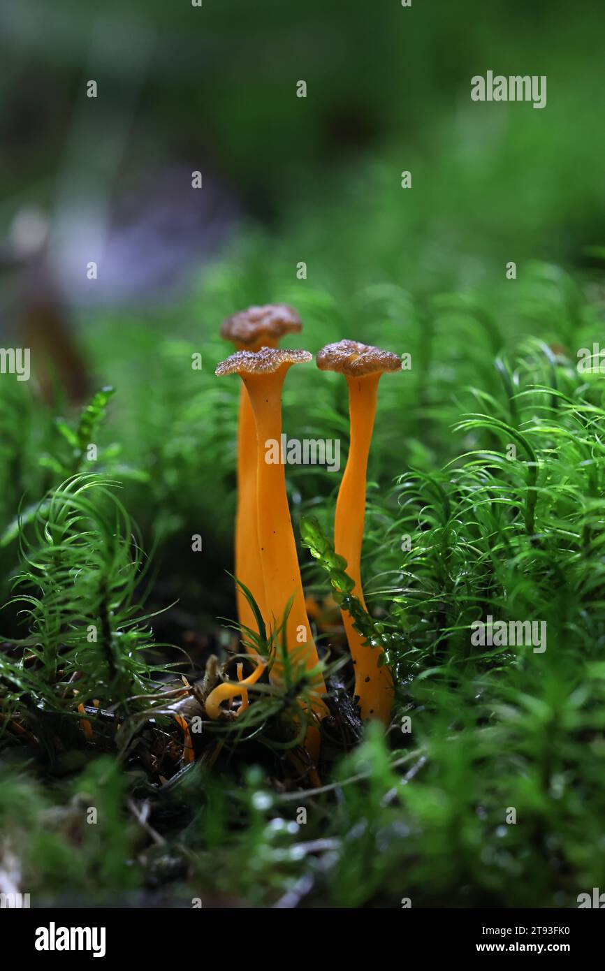 Craterellus lutescens, noto anche come Cantharellus lutescens, comunemente noto come piede giallo o Chanterelle d'oro, funghi selvatici dalla Finlandia Foto Stock