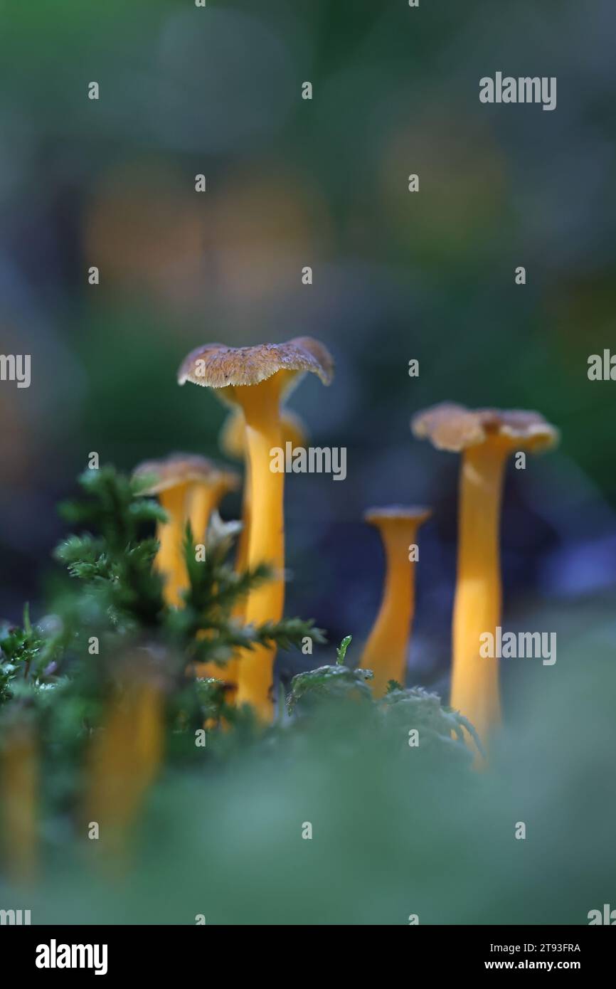 Craterellus lutescens, noto anche come Cantharellus lutescens, comunemente noto come piede giallo o Chanterelle d'oro, funghi selvatici dalla Finlandia Foto Stock