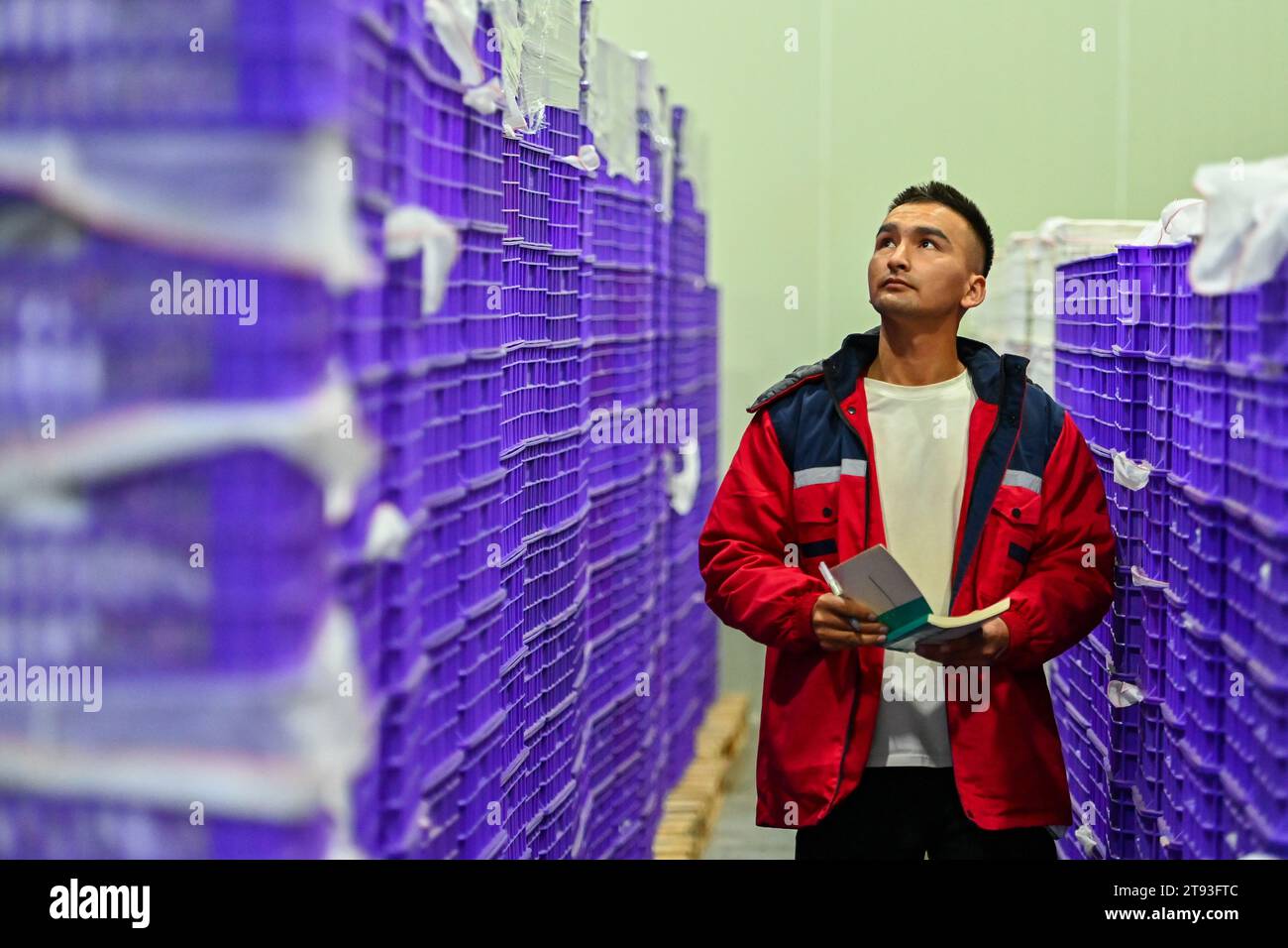 Payzawat, regione autonoma cinese di Xinjiang Uygur. 2 settembre 2023. Aiztiali Yimam controlla le strutture di stoccaggio di prodotti freschi di Doowin Goodies Pilot Plant, un'azienda agro-tecnologica, a Payzawat, nella regione autonoma di Xinjiang Uygur della Cina nord-occidentale, 2 settembre 2023. PER ANDARE CON 'Wondrous Xinjiang: Plum Farming prospera con la nuova tecnologia ' credito: Ding lei/Xinhua/Alamy Live News Foto Stock