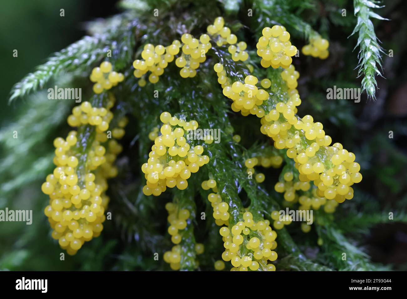 Physarum virescens, uno stampo giallo di melma proveniente dalla Finlandia, senza un nome inglese comune Foto Stock