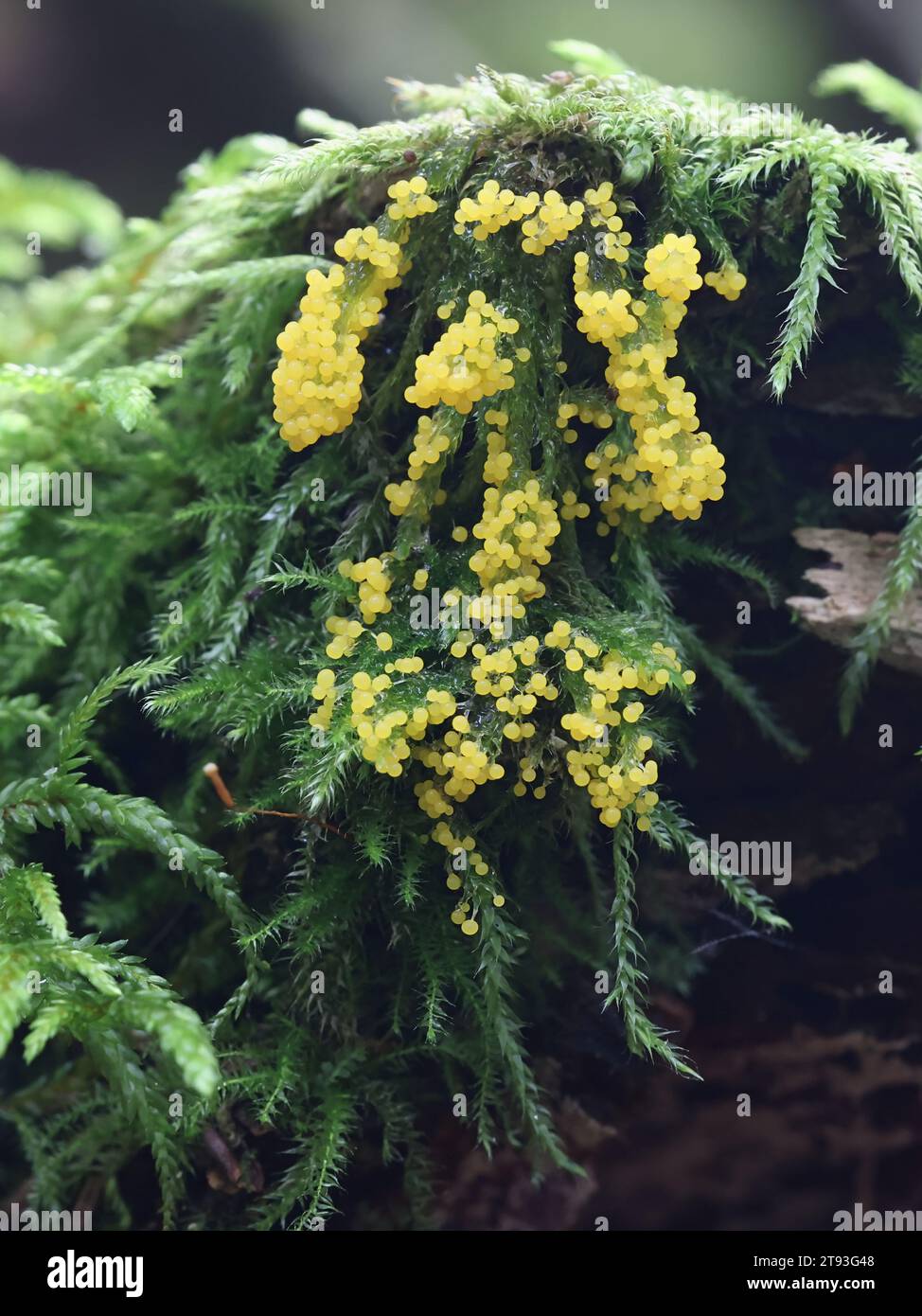 Physarum virescens, uno stampo giallo di melma proveniente dalla Finlandia, senza un nome inglese comune Foto Stock