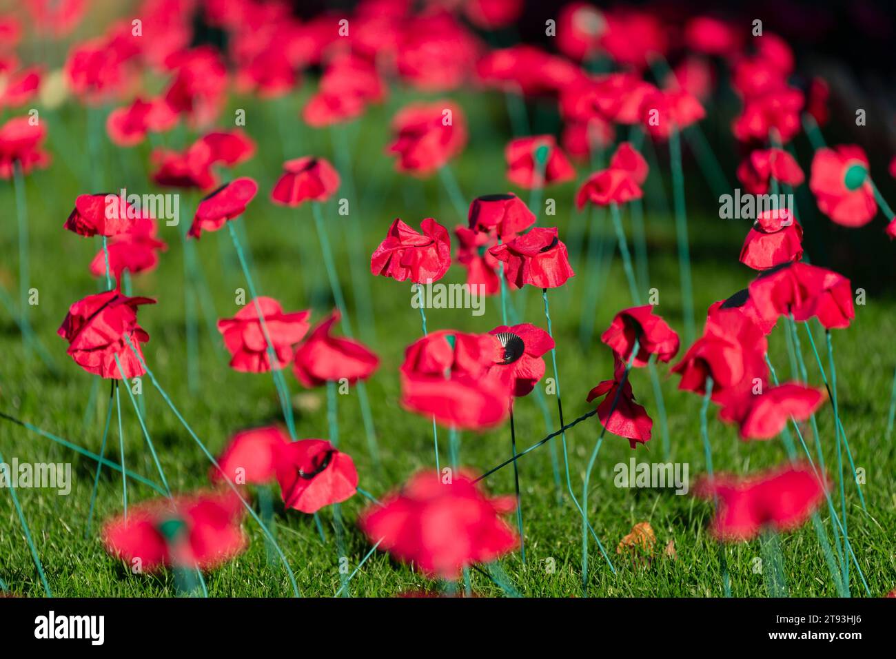 Dettaglio dei papaveri rossi nel giardino della memoria di Princes Street Gardens, Edimburgo, Scozia, Regno Unito Foto Stock