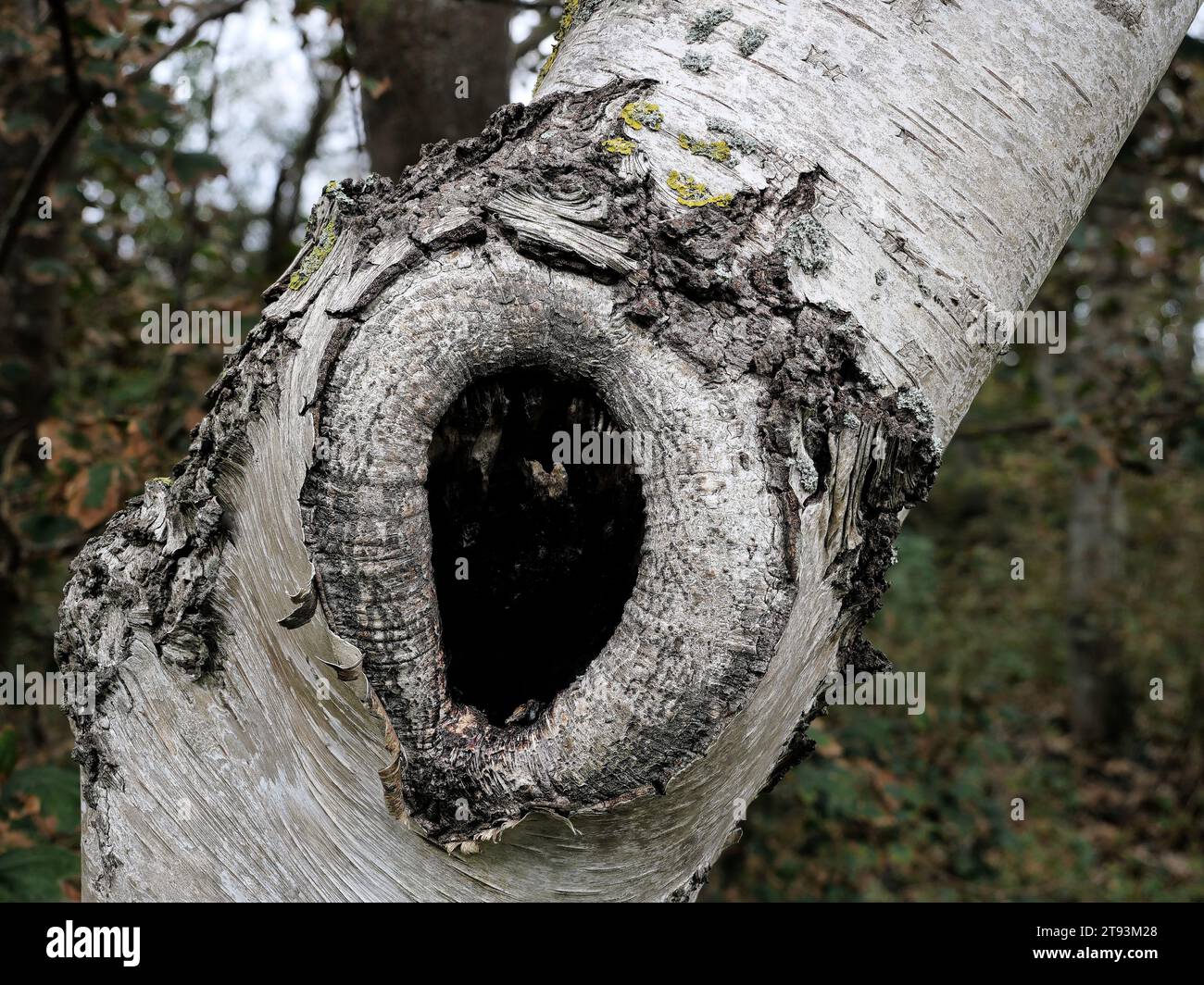 Gli alberi di betulla hanno spesso dei nodi formati dalla morte dei rami Foto Stock