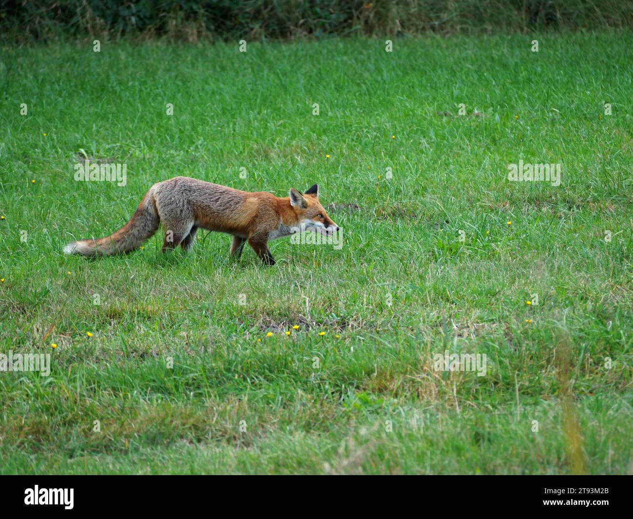 Le volpi si nutrono di prede, tra cui roditori, uccelli e insetti. Il loro habitat spazia dalle foreste e prati alle zone costiere. Foto Stock