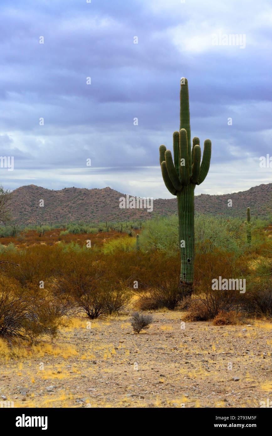 Il deserto di sonora nell'Arizona centrale USA con un vecchio saguaro e un cactus cholla Foto Stock