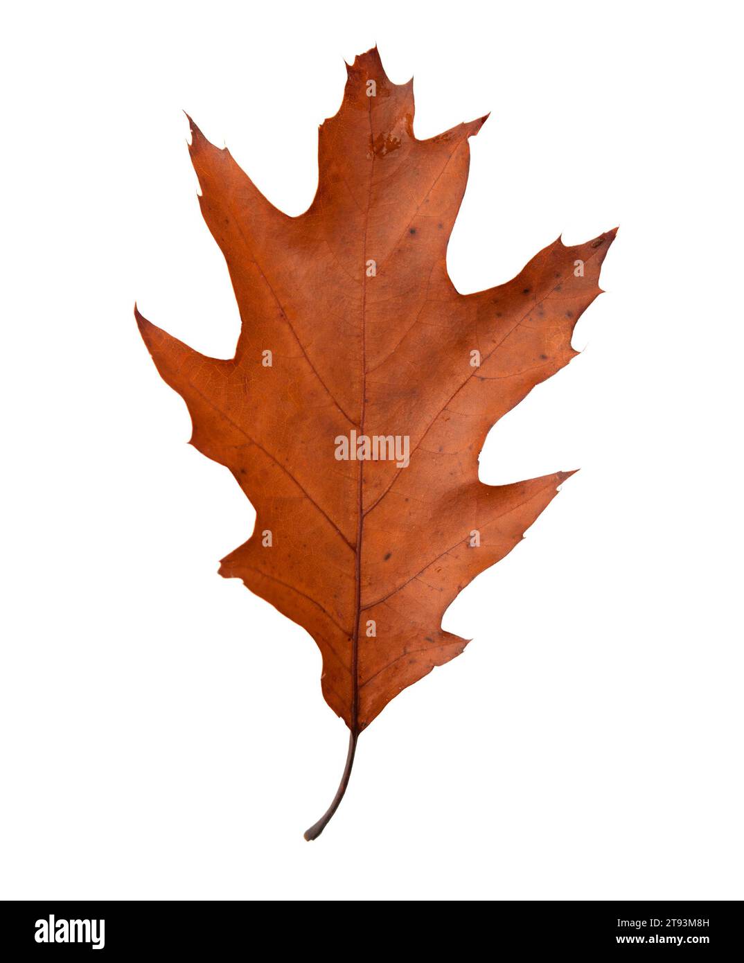 Autumn Leaf isolato Foto Stock