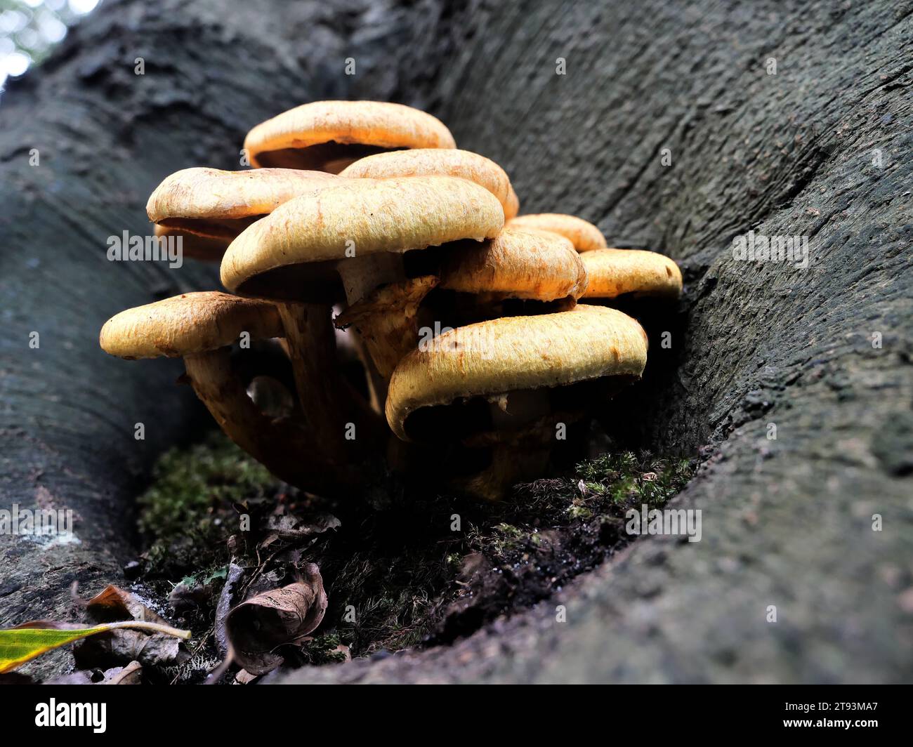 Hallimasch si nutre di materia organica morta, scomponendo il legno caduto e restituendo nutrienti al suolo. Foto Stock