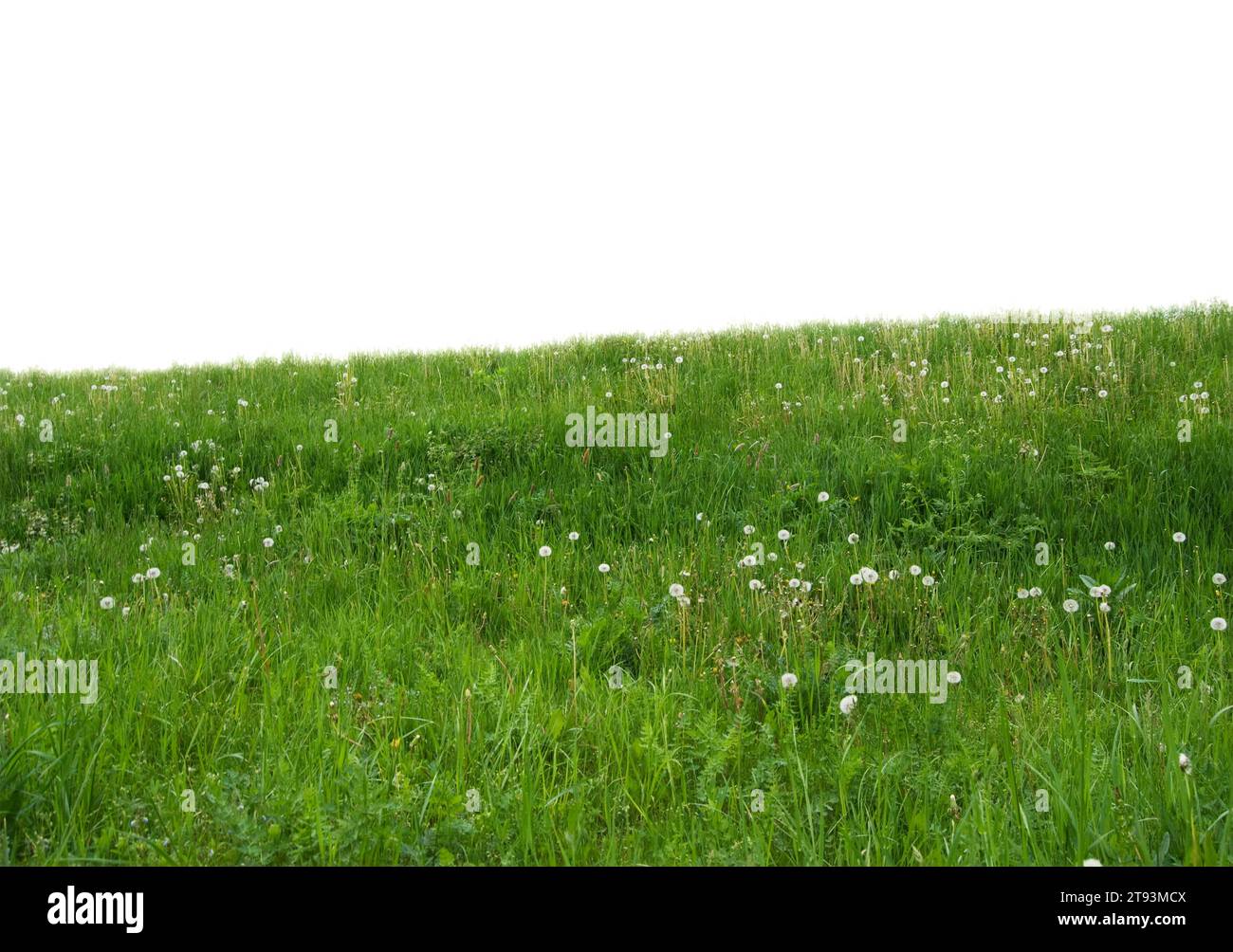 isolamento primaverile per compositi di progettazione Foto Stock