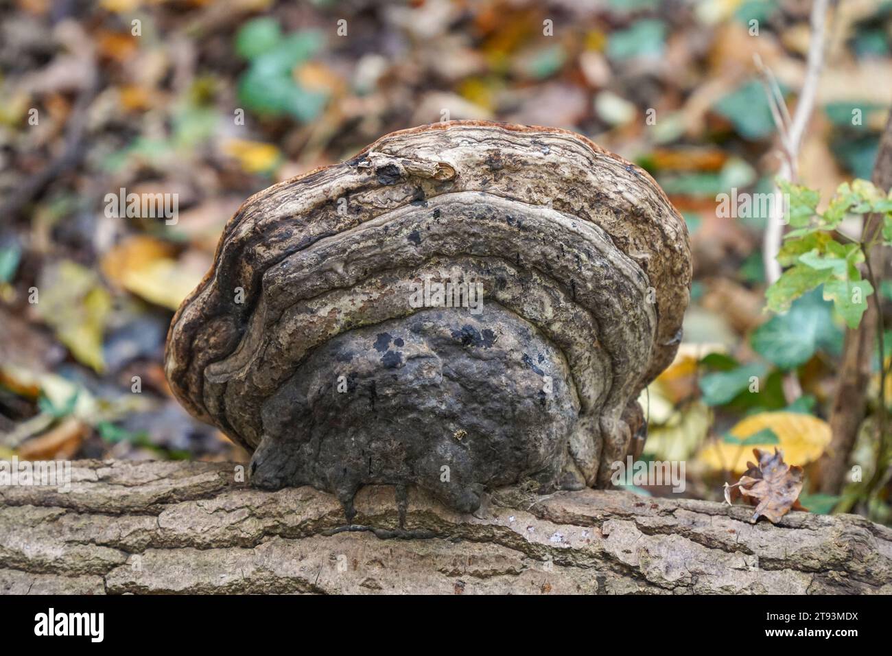 Staffa fungo spp. Corpo di frutta Polypore, fungo, su albero, Paesi Bassi. Foto Stock