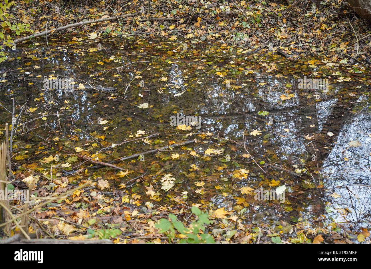 Inondazioni nella foresta decidua a causa della pioggia, del suolo saturo. Foto Stock