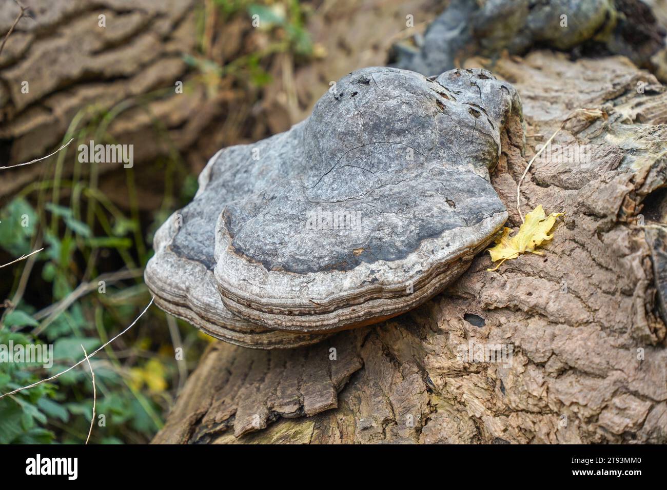 Zoccolo fungo, Fomes fomentarius staffa grande fungo sul tronco di albero, Francia. Foto Stock