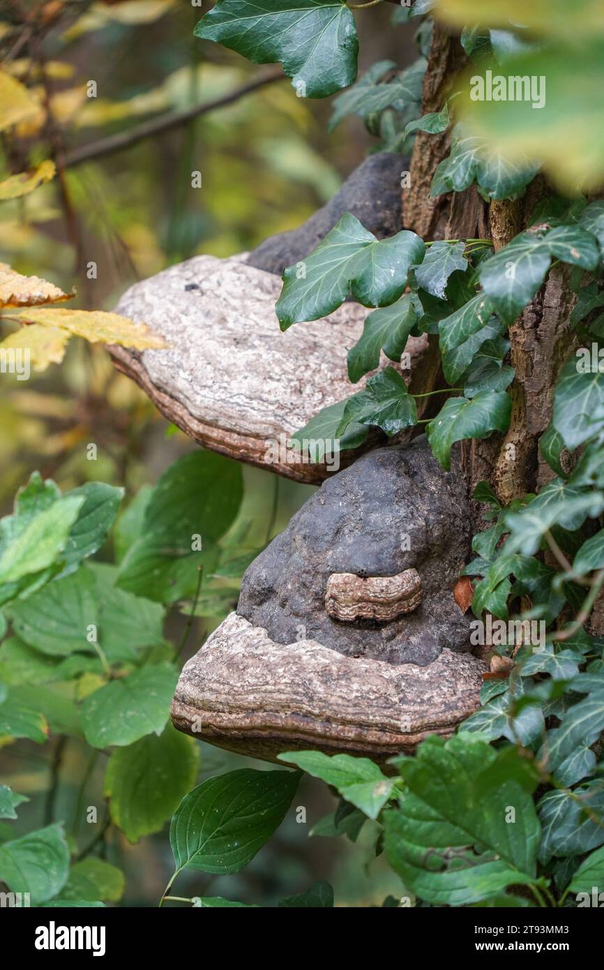 Zoccolo fungo, Fomes fomentarius staffa grande fungo sul tronco di albero, Francia. Foto Stock