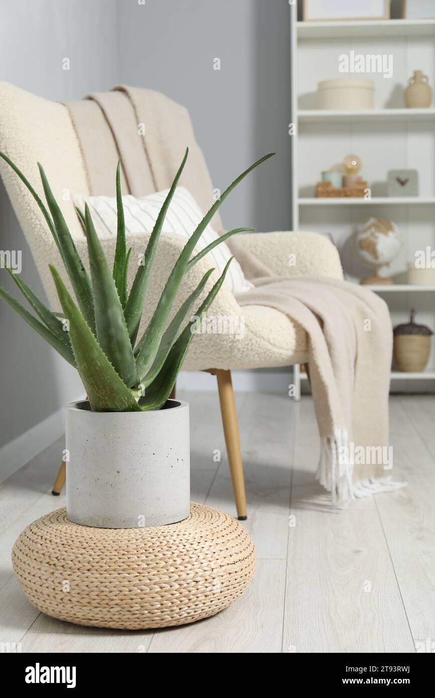 Bellissima pianta in vaso di aloe vera in camera Foto Stock