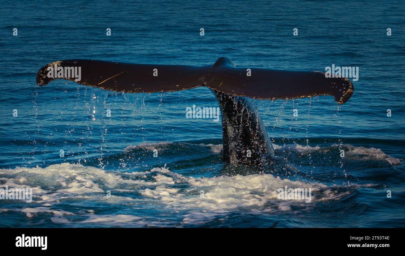 Vista ravvicinata della coda delle balene con gobba Foto Stock