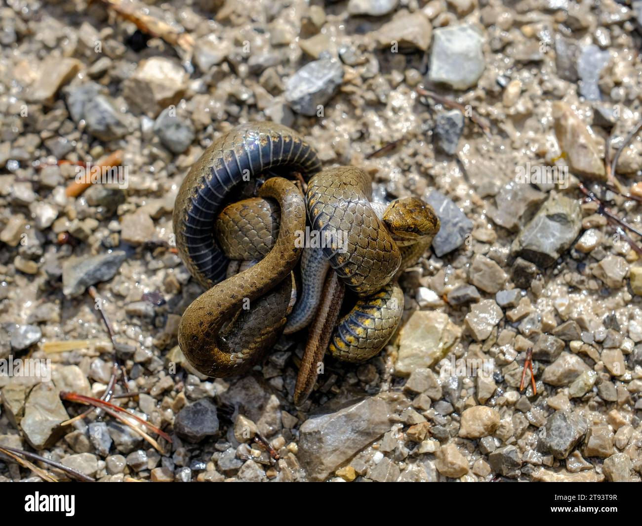 Giovane serpente d'erba che mangia un verme lento, fotografato in Germania in una giornata di sole. Foto Stock