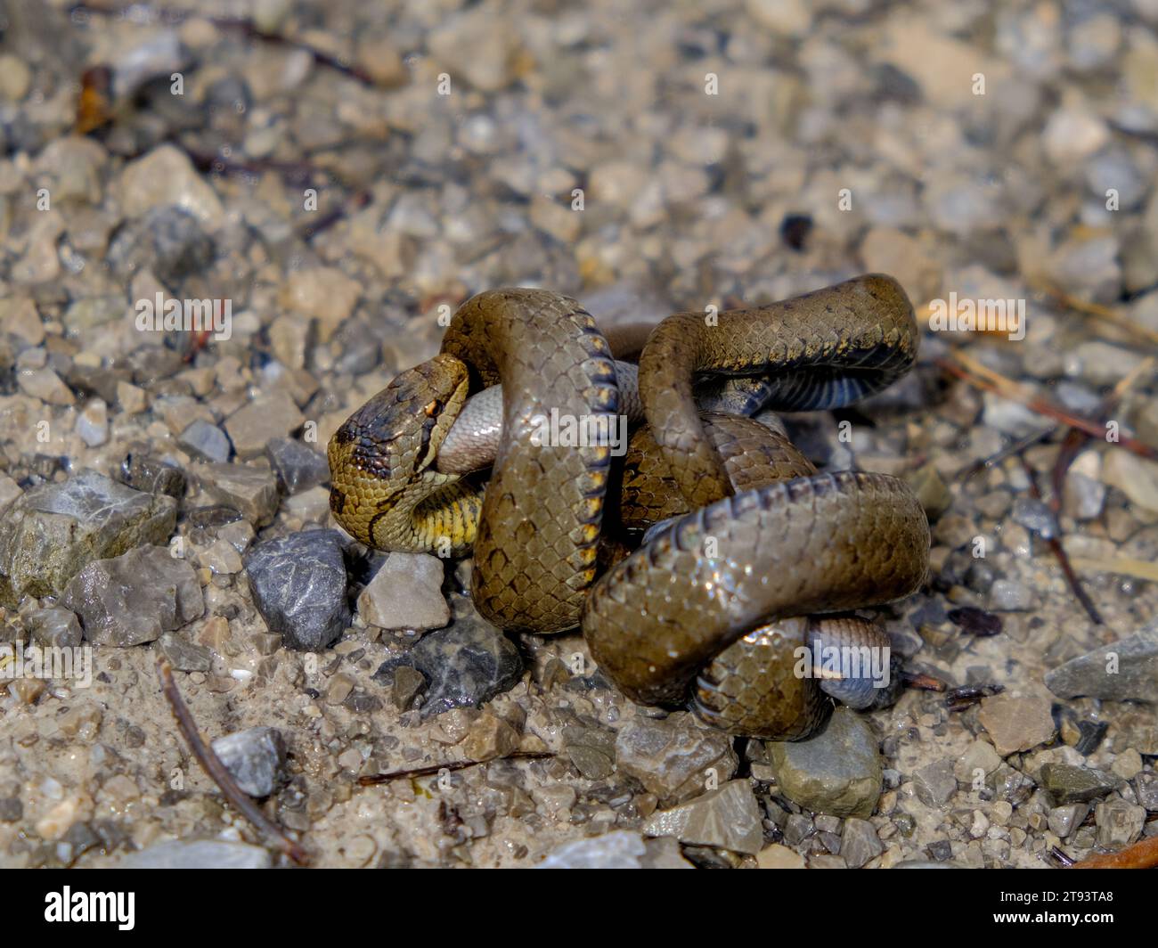Giovane serpente d'erba che mangia un verme lento, fotografato in Germania in una giornata di sole. Foto Stock