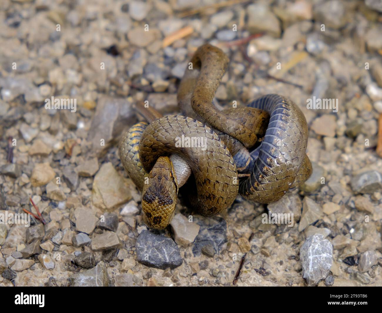 Giovane serpente d'erba che mangia un verme lento, fotografato in Germania in una giornata di sole. Foto Stock