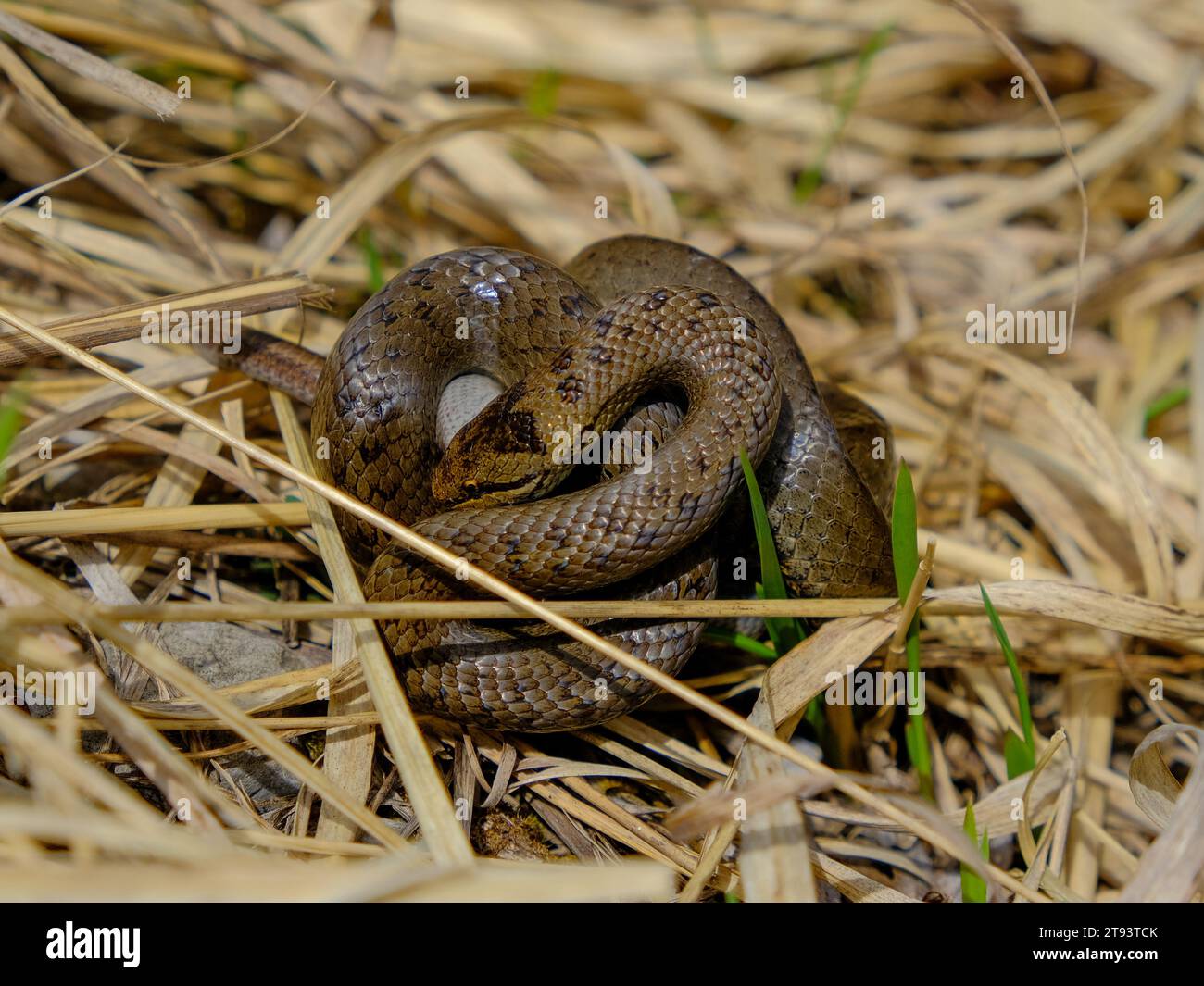Giovane serpente d'erba che mangia un verme lento, fotografato in Germania in una giornata di sole. Foto Stock