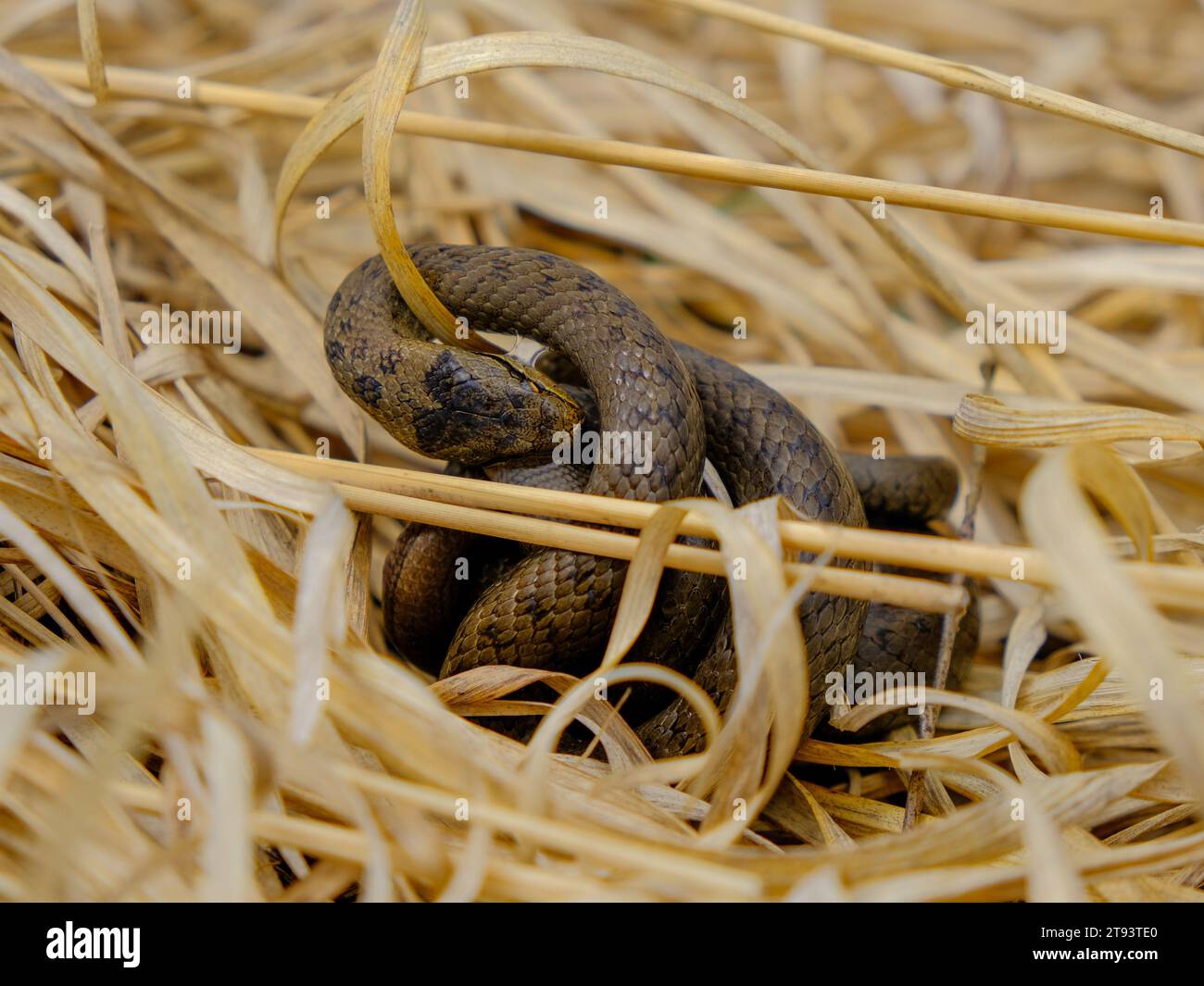 Giovane serpente d'erba che mangia un verme lento, fotografato in Germania in una giornata di sole. Foto Stock