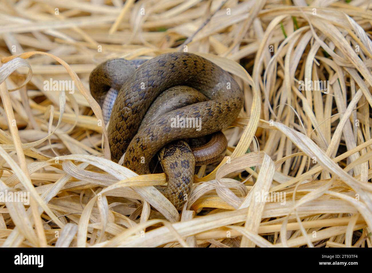 Giovane serpente d'erba che mangia un verme lento, fotografato in Germania in una giornata di sole. Foto Stock