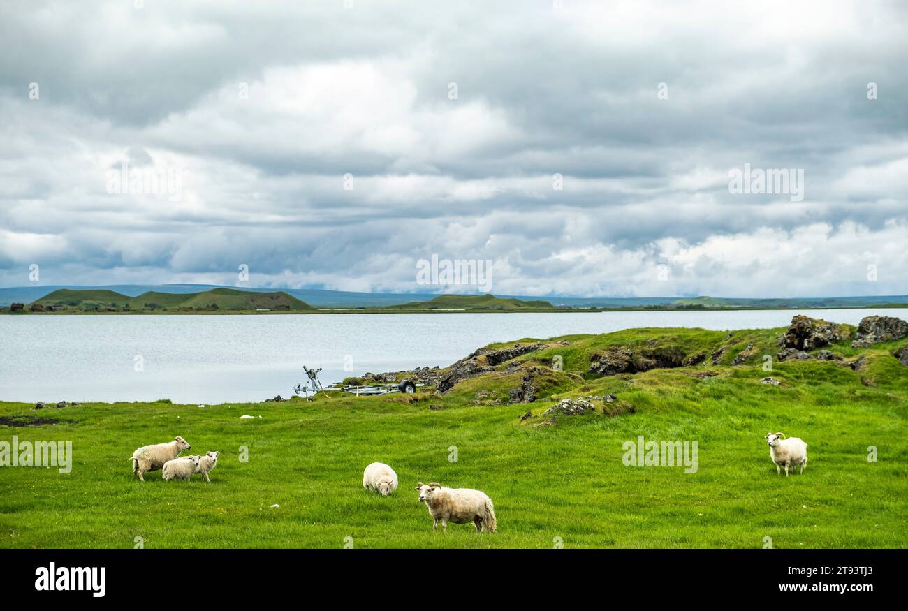Pecore islandese pascolo paesaggio rurale del lago Myvatn in Islanda - Europa Foto Stock