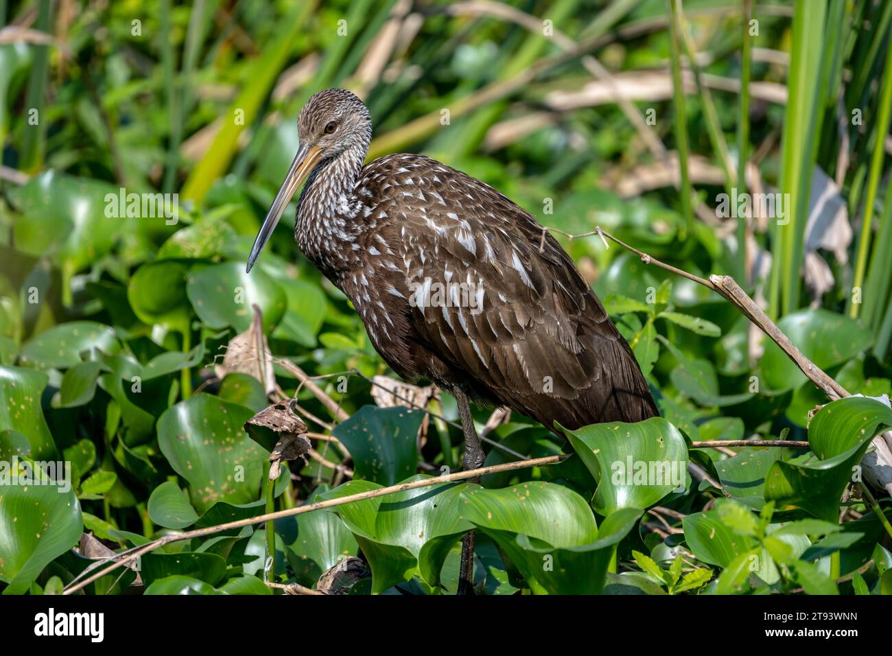 Limpkin guardando a sinistra con Head ha girato tre quartieri nelle Everglades Foto Stock