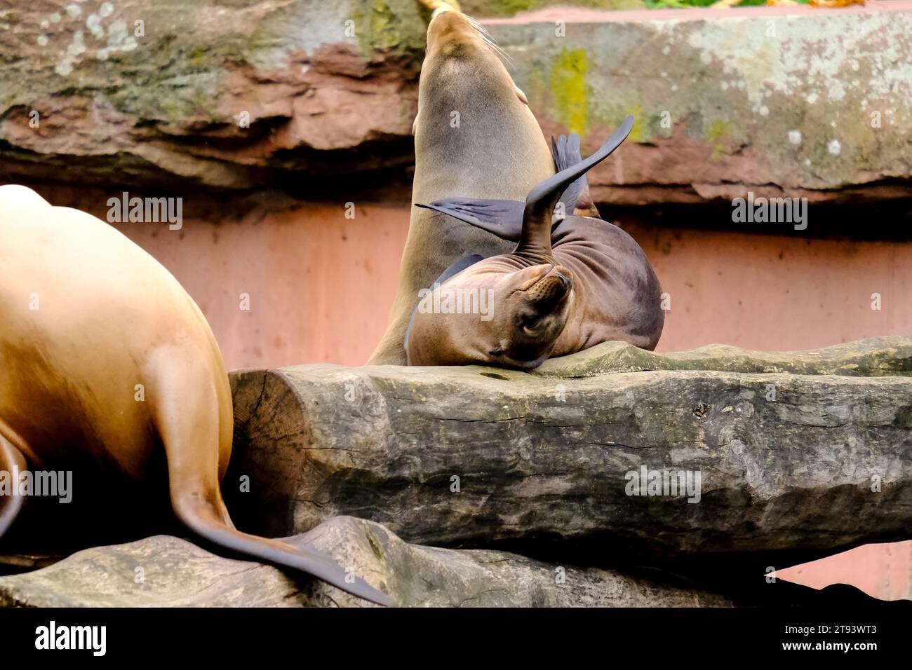 Saltando leoni marini in uno spettacolo allo zoo di Norimberga, preso in Germania in una giornata di sole. Foto Stock