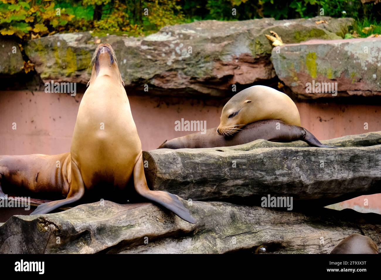 Saltando leoni marini in uno spettacolo allo zoo di Norimberga, preso in Germania in una giornata di sole. Foto Stock