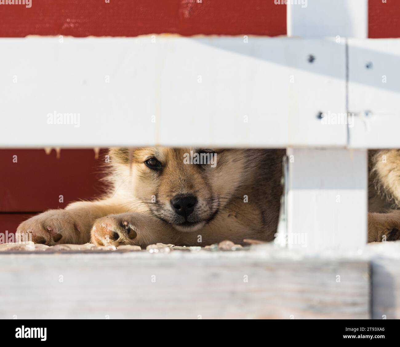 Un cane riposa e si rilassa dietro una recinzione in Groenlandia Foto Stock