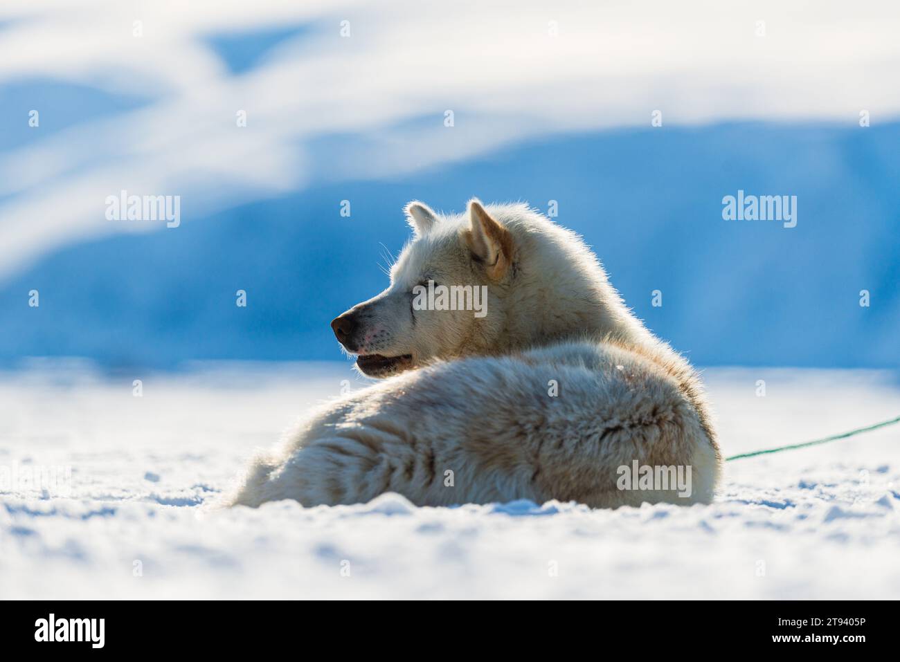 Un cane della Groenlandia sdraiato sulla neve con paesaggi di montagna. Foto Stock