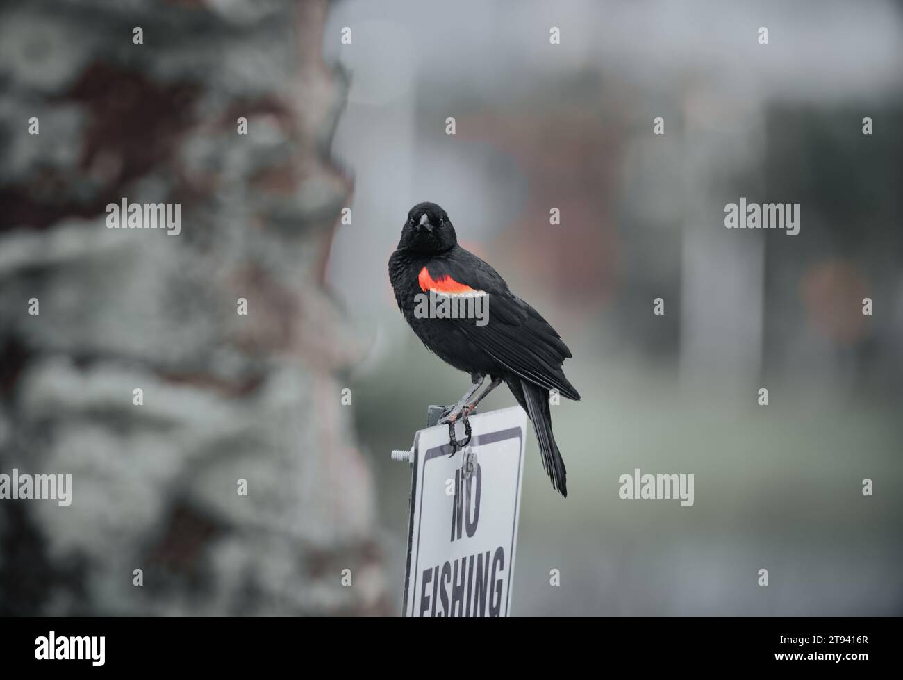 Un piccolo uccello arroccato in cima a un cartello di divieto di pesca, dopo aver mangiato semi e insetti Foto Stock