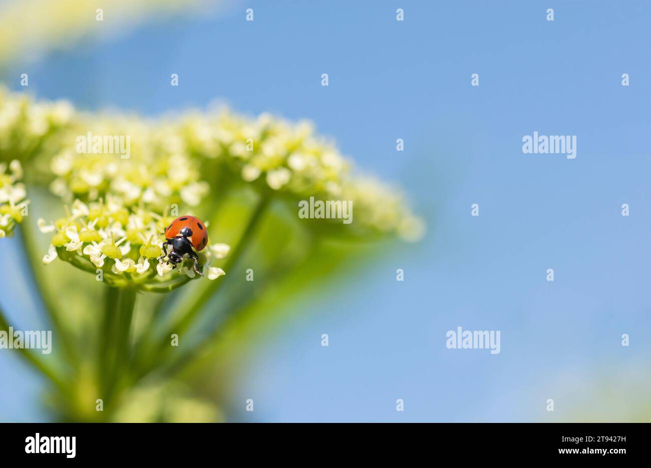 7-Spot Ladybird Coccinella 7-punctata, da mangiare su Alexander Flowers Smyrnium oleraceum, costa del Norfolk, aprile Foto Stock