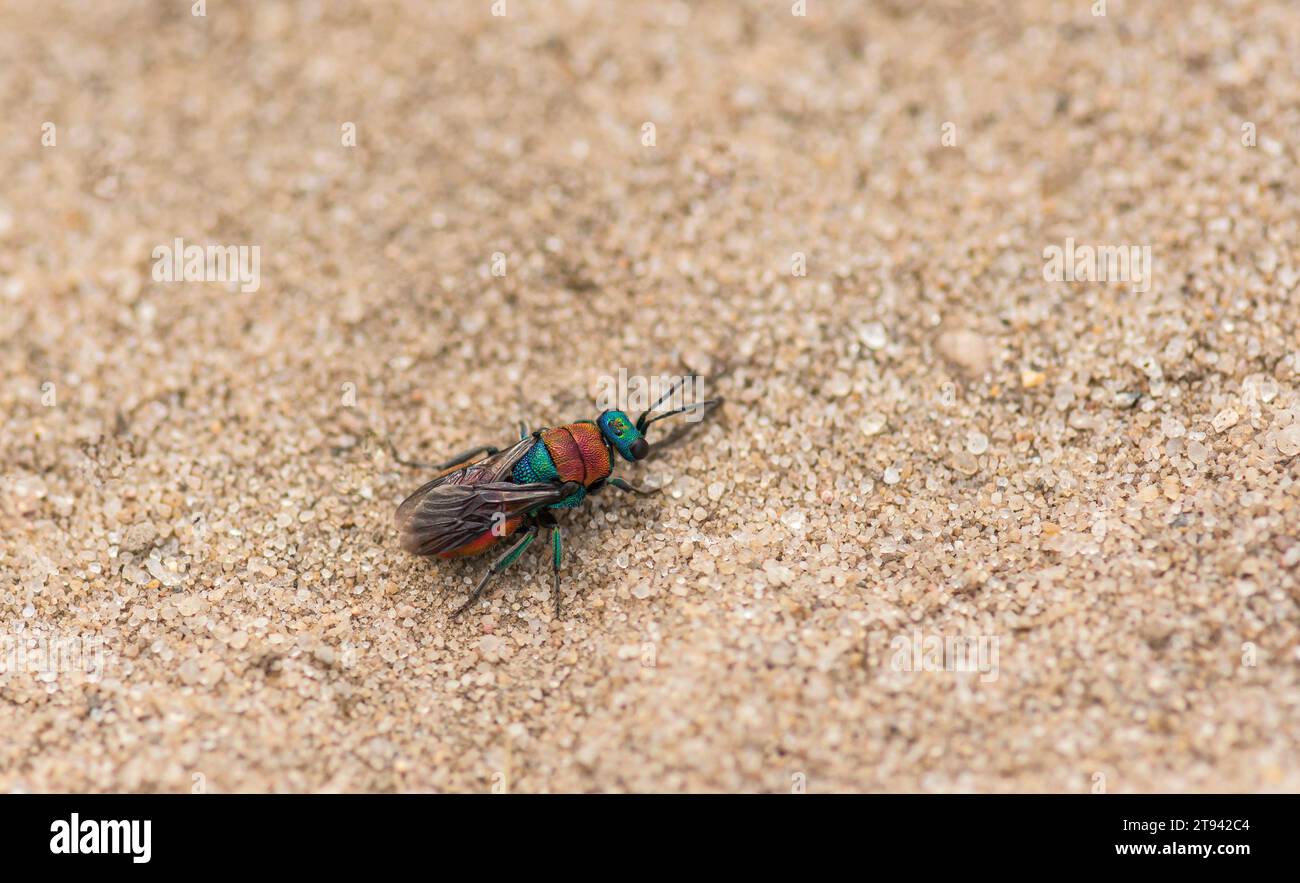 Vespa dalla coda rubina Chrysis ignita, Chrysididae, vespa cucù, appoggiata sulla sabbia , RSPB Minsmere, Suffolk, agosto Foto Stock
