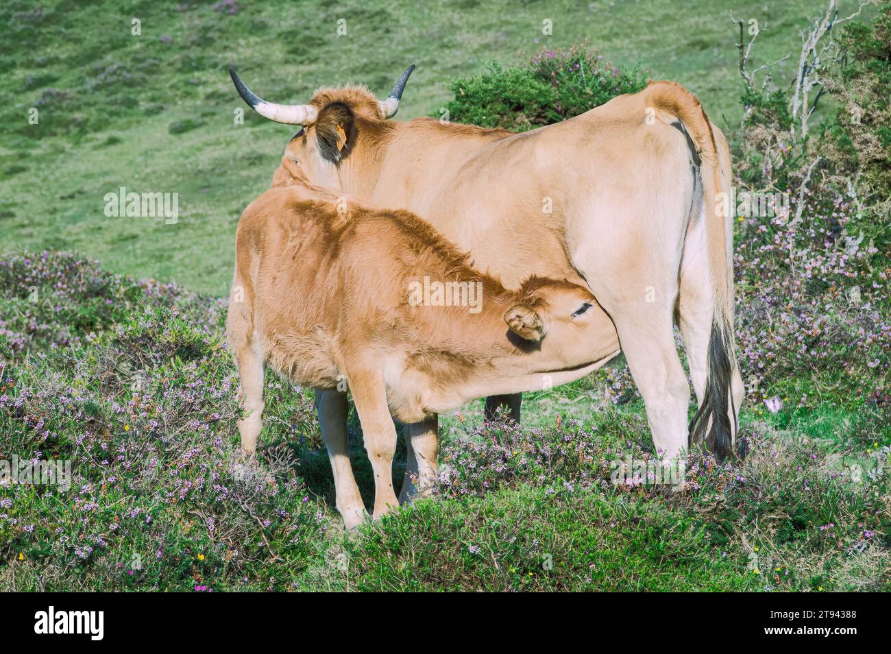 Una bella mucca e il suo vitello pascolano pacificamente in un prato lussureggiante Foto Stock