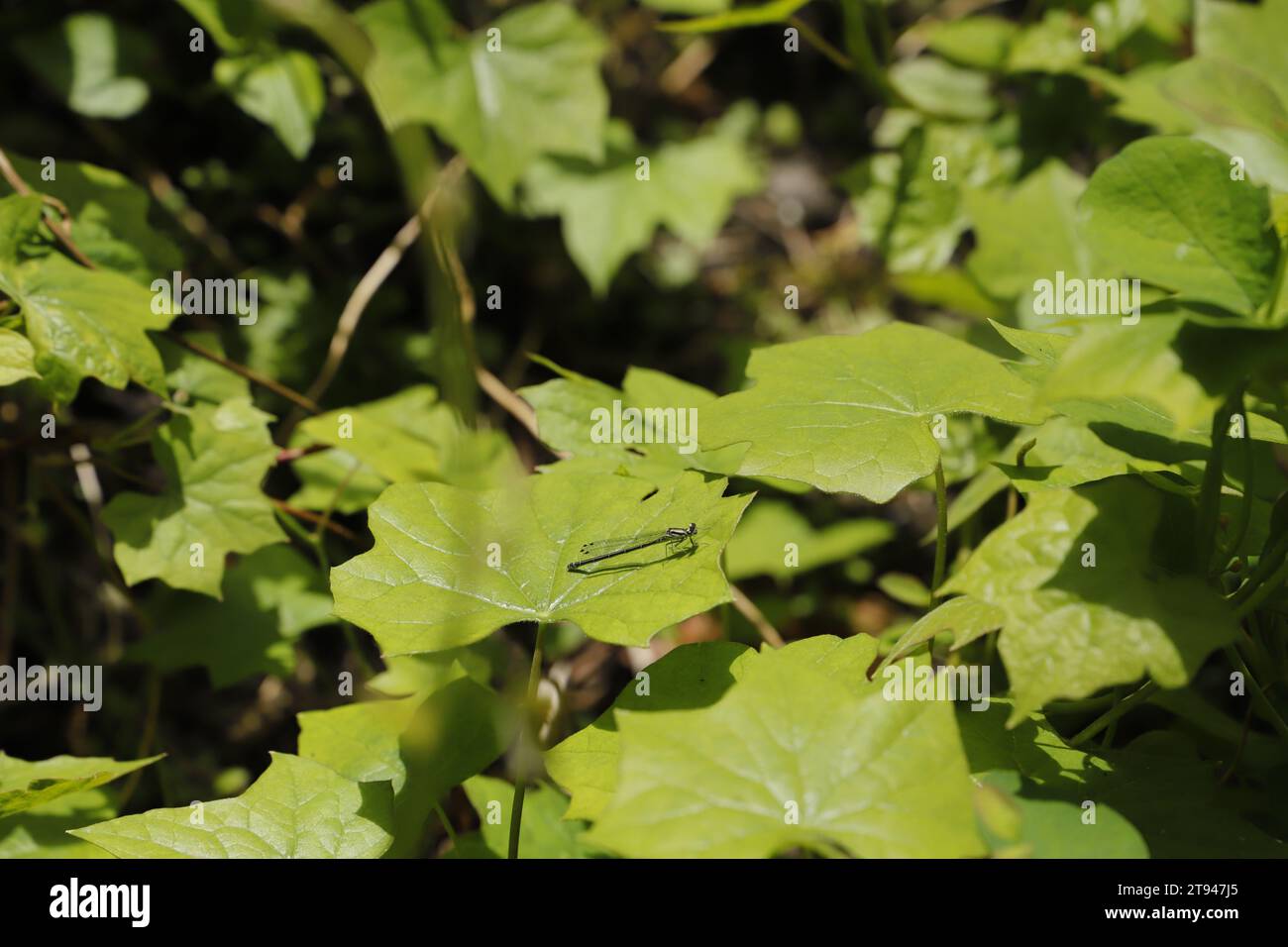 grandi foglie verdi con una mosca di drago Foto Stock