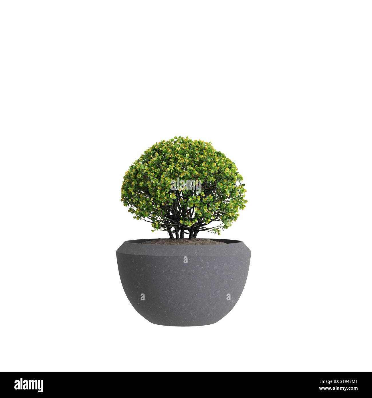 Illustrazione 3d della pianta di casa Euonymus japonicus isolata su sfondo bianco Foto Stock