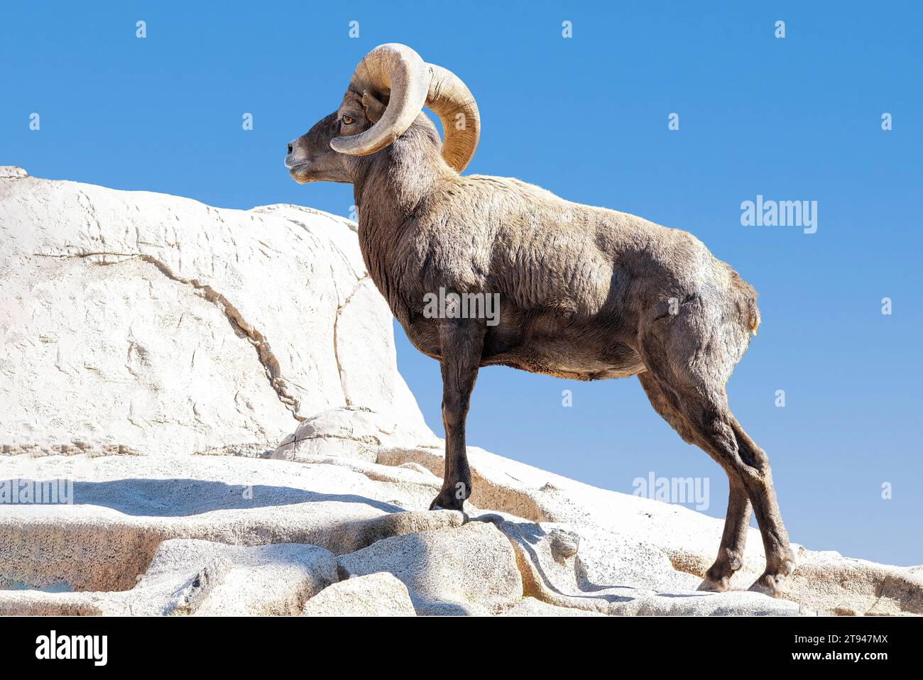 Pecora bighorn maschile (Ovis canadensis)[6]. Una specie originaria del Nord America. Un paio di clacson potrebbe pesare fino a 14 kg (30 lb). Primo piano. Foto Stock
