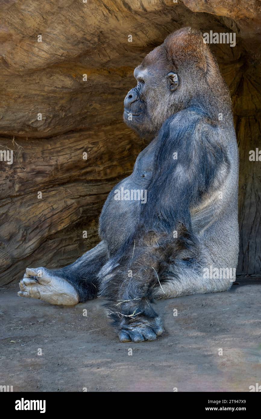 Ritratto ravvicinato di un gorilla silverback di pianura occidentale seduto di fronte a una grotta. Foto Stock