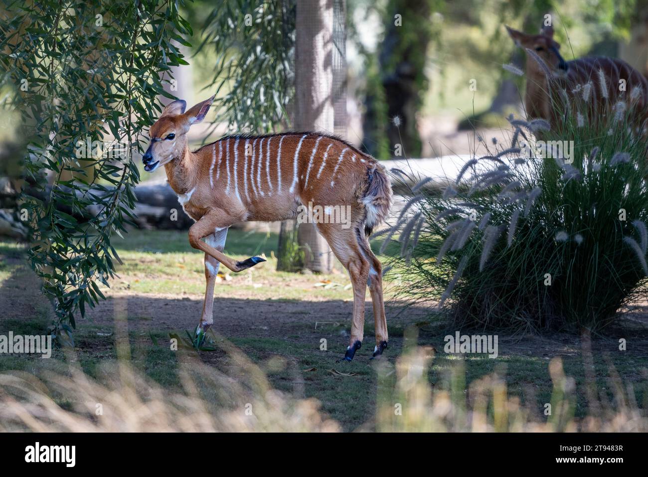 Femmina Nyala Antelope (Tragelaphus Angasii) un piccolo buck in un ambiente naturale. Foto Stock