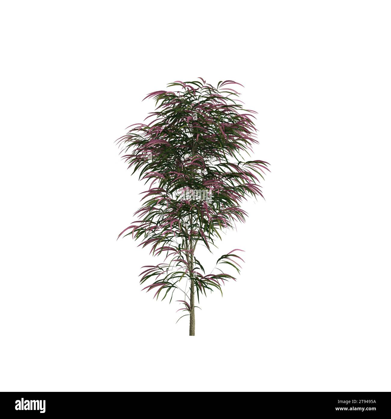 Illustrazione 3d dell'albero Agonis Flexuosa isolato su sfondo bianco Foto Stock