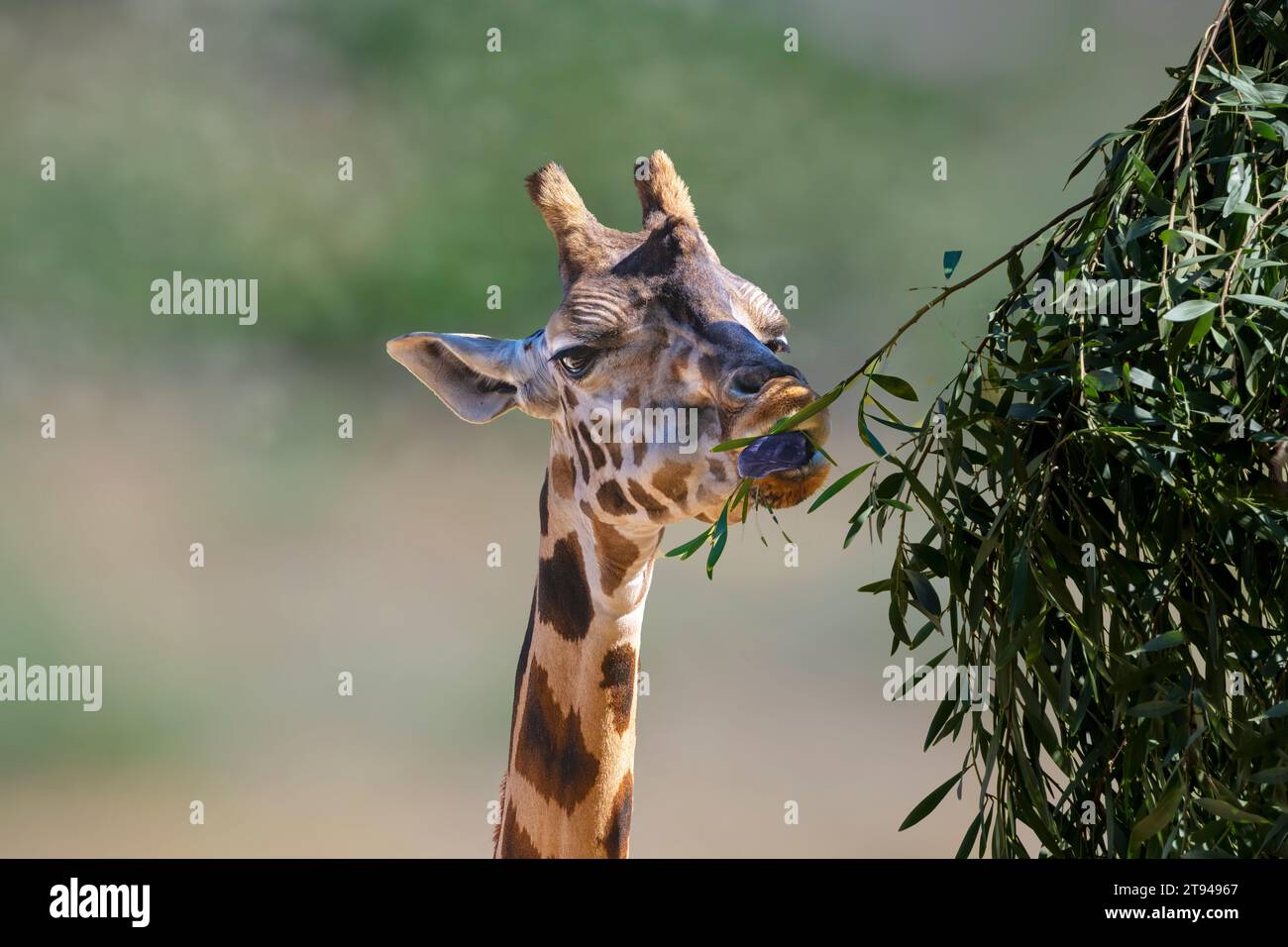 Giraffa che mangia foglie verdi, animale africano con collo lungo. Sfondo bokeh sfocato. Copia spazio. Foto Stock