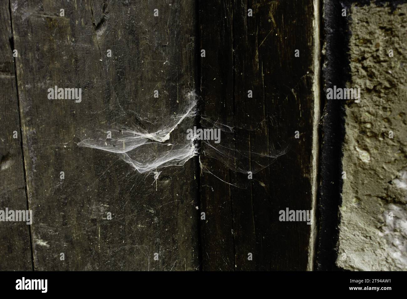 ragnatela sulla vecchia porta di legno del Monastero di Raca, Serbia Foto Stock