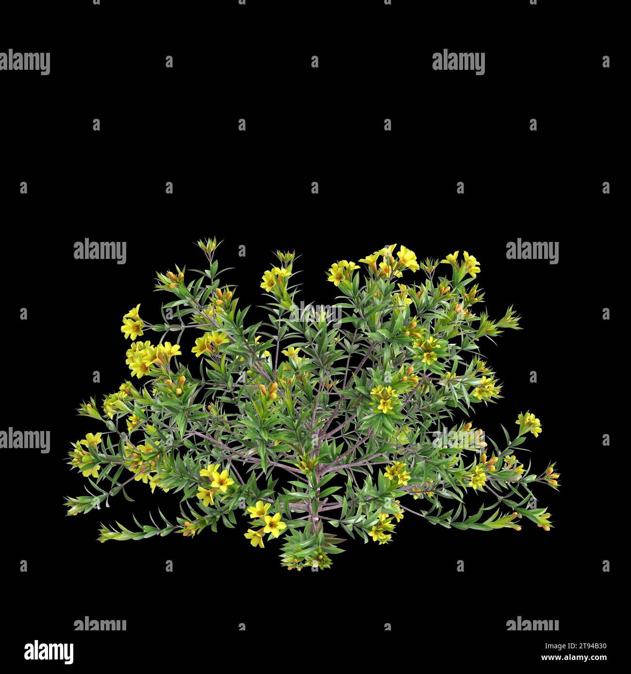 Illustrazione 3d di Allamanda Schottii Bush isolato su sfondo nero Foto Stock