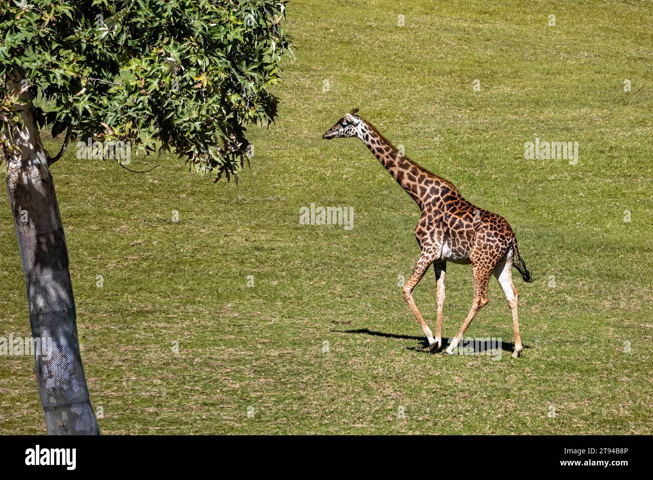 Una giraffa a passeggiare attraverso il paesaggio prato. Foto Stock