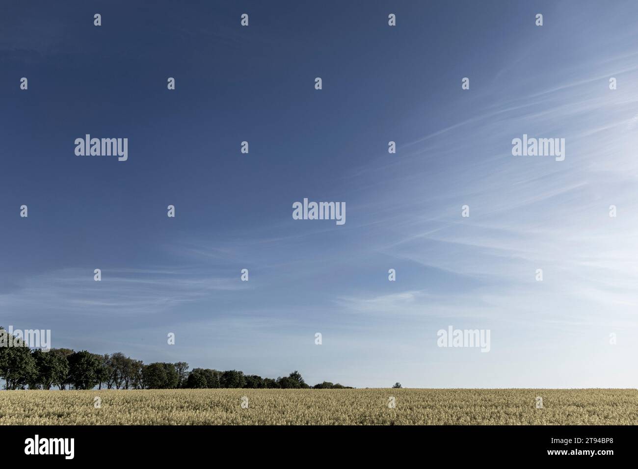 Paesaggio di campagna Foto Stock
