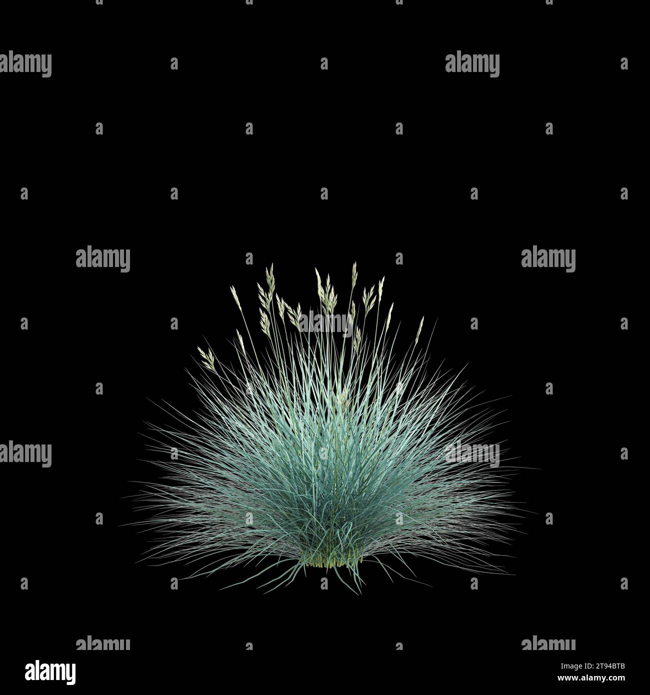 Illustrazione 3d di Festuca glauca Bush sfondo nero isolato Foto Stock