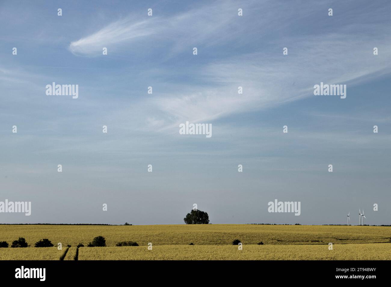Paesaggio colza Foto Stock