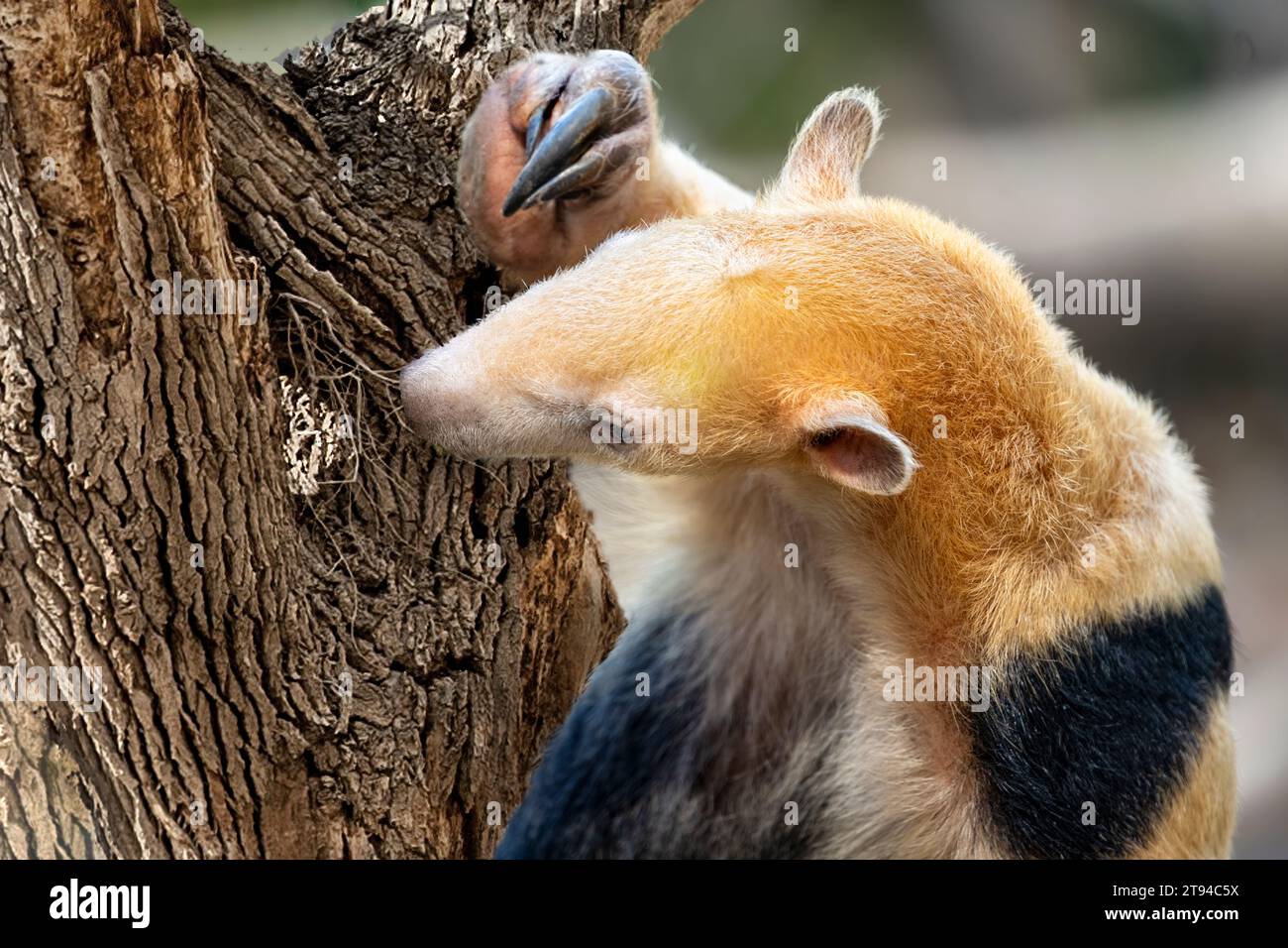Ritratto di primo piano di un tamandua meridionale (Tamandua tetradactyla), chiamato anche il formichiere colletto o anteater minore Foto Stock