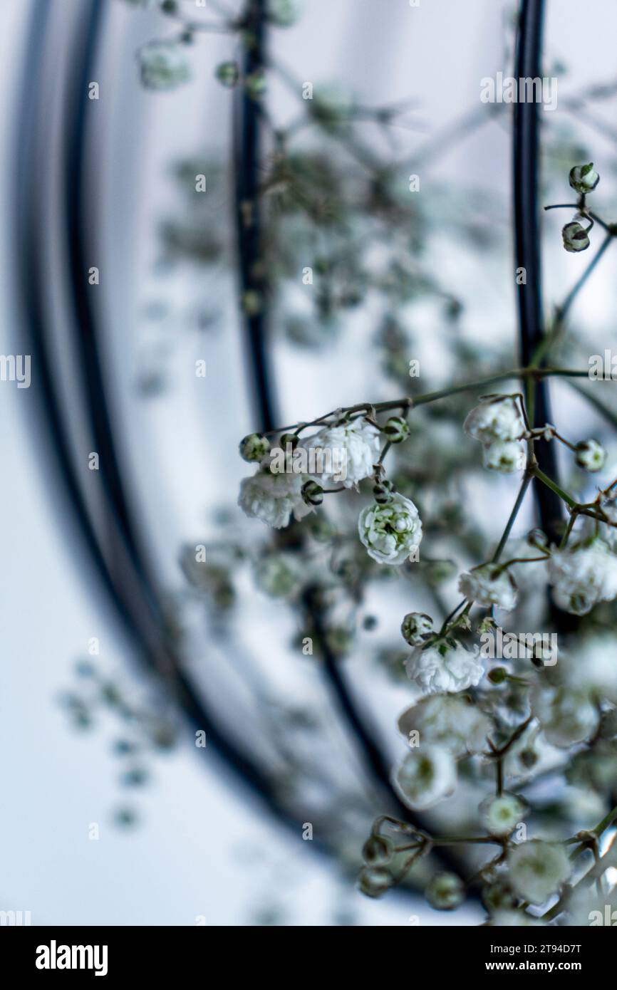 Fiore bianco Foto Stock