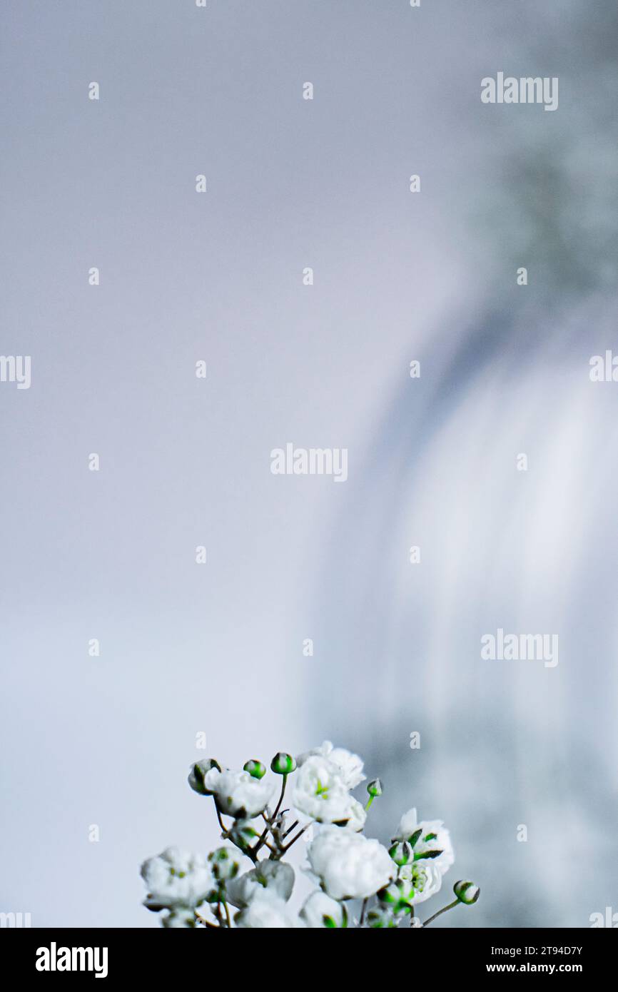 Fiore bianco Foto Stock